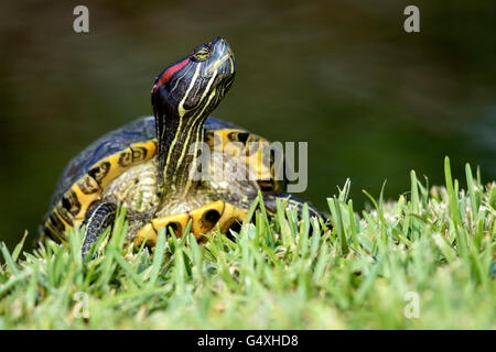 Rot-eared Slider (ist Scripta Elegans) - Birding Weltmittelpunkt, South Padre Island, Texas, USA Stockfoto