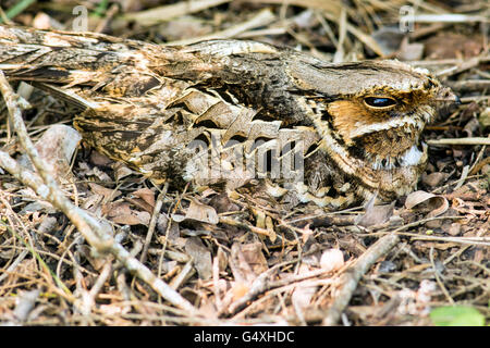 Gemeinsamen rastet (Nyctidromus Albicollis) - Camp Lula Sams, Brownsville, Texas, USA Stockfoto