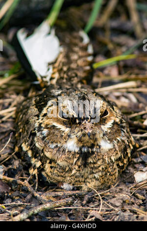 Gemeinsamen rastet (Nyctidromus Albicollis) - Camp Lula Sams, Brownsville, Texas, USA Stockfoto