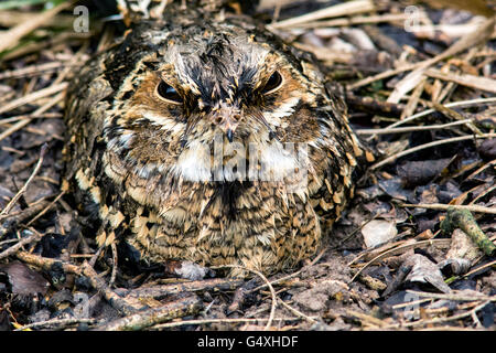 Gemeinsamen rastet (Nyctidromus Albicollis) - Camp Lula Sams, Brownsville, Texas, USA Stockfoto