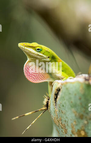 Carolina Anole (Anolis Carolinensis) - Camp Lula Sams, Brownsville, Texas, USA Stockfoto