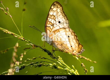 Weiße Tagpfauenauge (Anartia Jatrophae) - Camp Lula Sams, Brownsville, Texas, USA Stockfoto