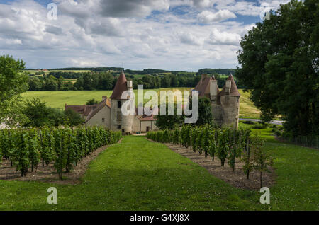 Vignes, Château DE CHAREIL-CINTRAT dans le Bourbonnais, Allier, Frankreich, europa Stockfoto