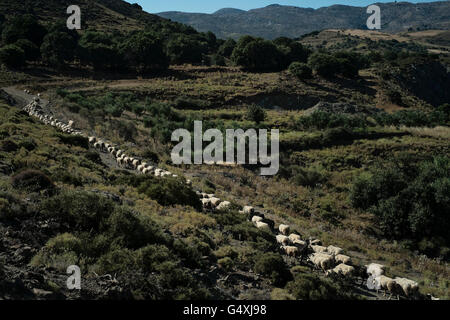 Eine Herde von Schafen in den Hügeln rund um das Dorf Anogia auf Kreta in Griechenland Stockfoto