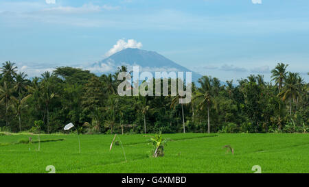 Mount Agung hinter Reisfelder in Ubud, Bali Stockfoto