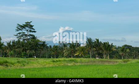 Mount Agung hinter Reisfelder in Ubud, Bali Stockfoto