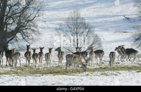 Im Deer Park im Studley Royal Park in der Nähe von Ripon, North Yorkshire, stehen Hirsche im Schnee, während die Temperaturen heute weiter anhielten. Stockfoto