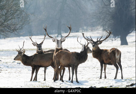 Winterwetter Feb 6 Stockfoto