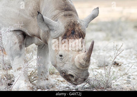 Namibia, Oshikoto, Etosha National Park, Big Five - Nahaufnahme von ein Spitzmaul-Nashorn Stockfoto