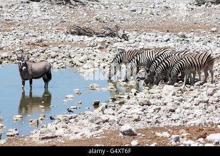 Namibia, Oshikoto, Okaukuejo, Etosha Nationalpark, Okaukuejo Camp, verschiedene Tiere trinken an der Wasserstelle, Zebras Stockfoto