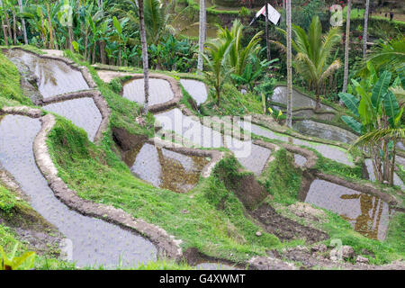 Indonesien, Bali, Gianyar, Tegallalang, bewässern Reisterrassen Stockfoto