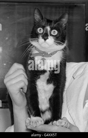 Tiere - Schiffe Katze "Simon" die Dickin Medal - Hackbridge Quarantäne Kennels, Surrey Stockfoto