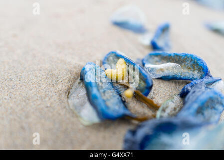 USA, Oregon, Cannon Beach, Velella Velella Quallen am Strand Stockfoto