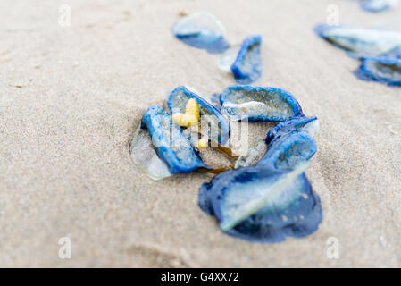 USA, Oregon, Cannon Beach, Velella Velella Quallen am Strand Stockfoto