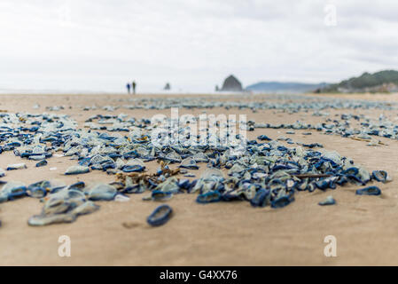 USA, Oregon, Cannon Beach, Velella Velella Quallen am Strand Stockfoto