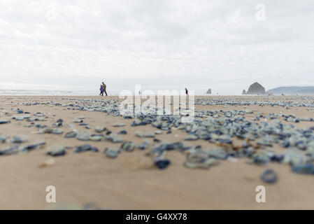 USA, Oregon, Cannon Beach, Velella Velella Quallen am Strand Stockfoto