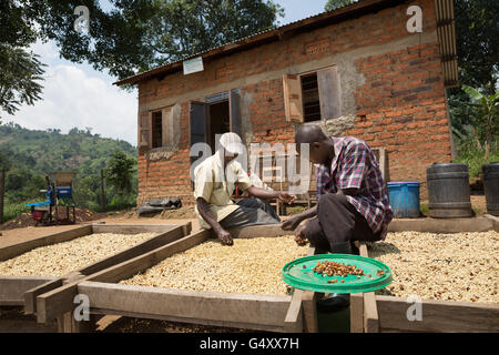Kaffeebohnen werden sortiert und getrocknet auf trocknende Betten von Landwirten bei einer Genossenschaft in Kasese District, Uganda. Stockfoto