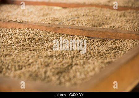 Kaffeebohnen werden sortiert und getrocknet auf trocknende Betten in Kasese District, Uganda, Ostafrika. Stockfoto