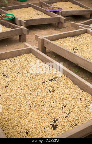 Kaffeebohnen werden sortiert und getrocknet auf trocknende Betten in Kasese District, Uganda, Ostafrika. Stockfoto