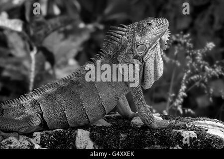 Großen bärtigen Eidechse in schwarz & weiß Stockfoto