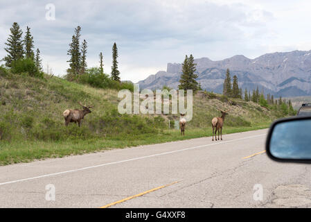 Kanada, Alberta, Jasper Nationalpark, Hirsche am Rande der Straße Stockfoto