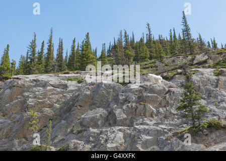 Kanada, Alberta, Jasper Nationalpark, klettert eine Ziege am weißen Berg auf dem Felsen Stockfoto