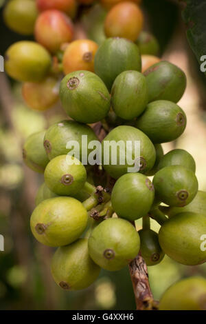 Frische Kaffeekirschen wachsen auf dem Baum in Kasese District, Uganda. Stockfoto