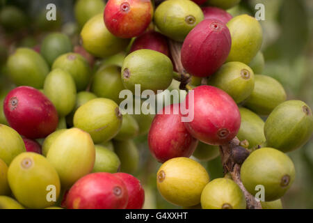 Frische Kaffeekirschen wachsen auf dem Baum in Kasese District, Uganda. Stockfoto