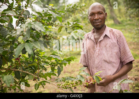 Kaffeekirschen geerntet von einem Bauernhof in der Ruwenzori-Gebirge, Uganda, Ostafrika. Stockfoto