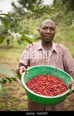 Kaffeekirschen geerntet von einem Bauernhof in der Ruwenzori-Gebirge, Uganda, Ostafrika. Stockfoto