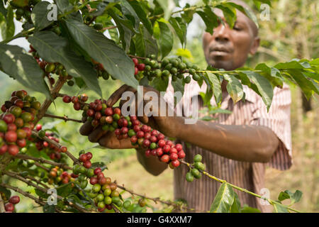 Kaffeekirschen geerntet von einem Bauernhof in der Ruwenzori-Gebirge, Uganda, Ostafrika. Stockfoto