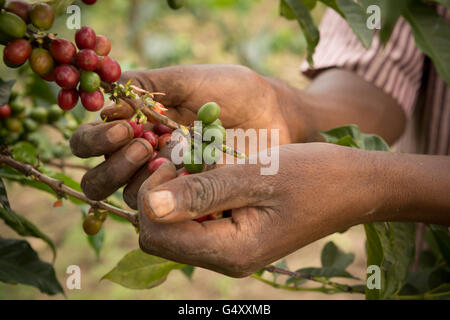 Kaffeekirschen geerntet von einem Bauernhof in der Ruwenzori-Gebirge, Uganda, Ostafrika. Stockfoto