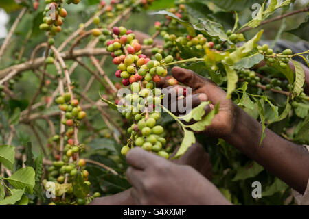 Kaffeekirschen geerntet von einem Bauernhof in der Ruwenzori-Gebirge, Uganda, Ostafrika. Stockfoto