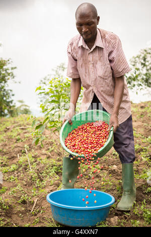 Kaffeekirschen geerntet von einem Bauernhof in der Ruwenzori-Gebirge, Uganda, Ostafrika. Stockfoto