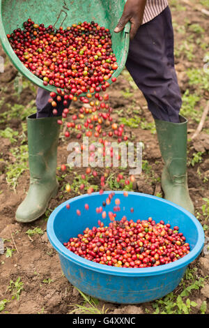 Kaffeekirschen geerntet von einem Bauernhof in der Ruwenzori-Gebirge, Uganda, Ostafrika. Stockfoto