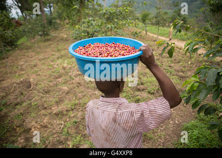 Kaffeekirschen geerntet von einem Bauernhof in der Ruwenzori-Gebirge, Uganda, Ostafrika. Stockfoto