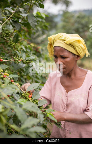 Kaffeekirschen geerntet von einem Bauernhof in der Ruwenzori-Gebirge, Uganda, Ostafrika. Stockfoto