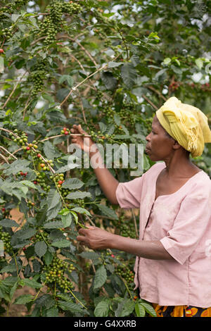 Kaffeekirschen geerntet von einem Bauernhof in der Ruwenzori-Gebirge, Uganda, Ostafrika. Stockfoto