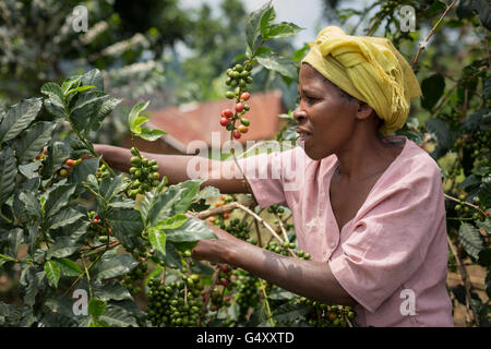 Kaffeekirschen geerntet von einem Bauernhof in der Ruwenzori-Gebirge, Uganda, Ostafrika. Stockfoto