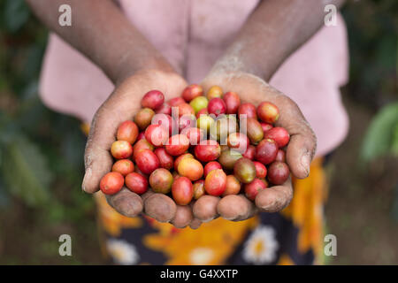 Frische Kaffeekirschen geerntet von Bauernhöfen im Ruwenzori-Gebirge, Uganda, Ostafrika. Stockfoto