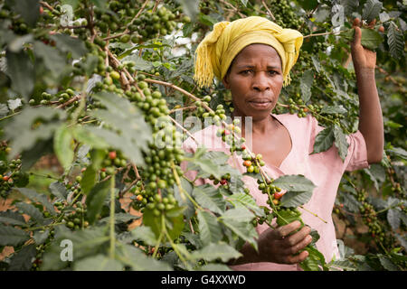 Eine Frau erntet Kaffee in Kasese District, Uganda, Ostafrika. Stockfoto