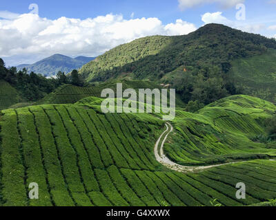 Malaysia, Pahang, Tee-Felder in den Cameron Highlands Stockfoto