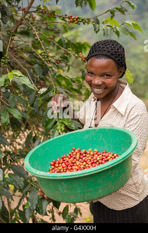 Eine Frau erntet Kaffee in Kasese District, Uganda, Ostafrika. Stockfoto