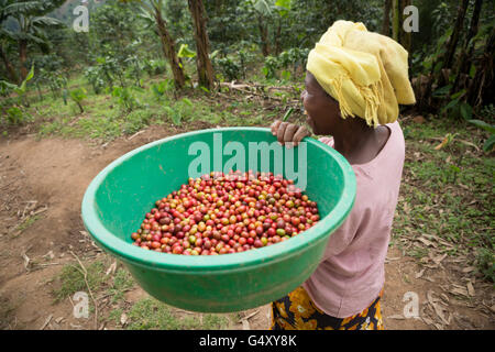 Frisch geerntete Kaffeekirschen sind in Uganda ein Landwirt Genossenschaft für Sortier- und Qualitäts-Kontrolle gebracht. Stockfoto