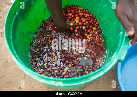 Kaffeekirschen werden gewaschen, bevor Sie bei einem kleinen Kaffeehersteller in Kasese, Uganda verarbeitet wird. Stockfoto