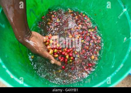 Kaffeekirschen werden gewaschen, bevor Sie bei einem kleinen Kaffeehersteller in Kasese, Uganda verarbeitet wird. Stockfoto