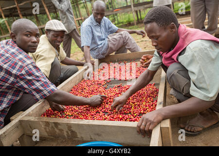 Frisch geerntete Kaffeekirschen sind in Uganda ein Landwirt Genossenschaft für Sortier- und Qualitäts-Kontrolle gebracht. Stockfoto
