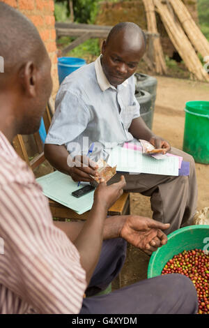 Ein Mikrobearbeitung Stationsleiter Fragen Zahlung eines Kaffee-Bauern nach der Ernte und Lieferung seines Kaffees in Uganda. Stockfoto