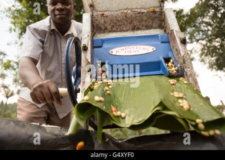 Ein Bauer betreibt eine mechanisierte Kaffee Kirsche Pulper bei einer Bearbeitungsstation in Kasese District, Uganda. Stockfoto