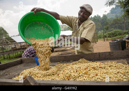 Arbeiter waschen frischen Kaffeebohnen, da sie von Gärtanks bei einem kleinen Kaffeehersteller in Kasese, Uganda entfernt wurden. Stockfoto